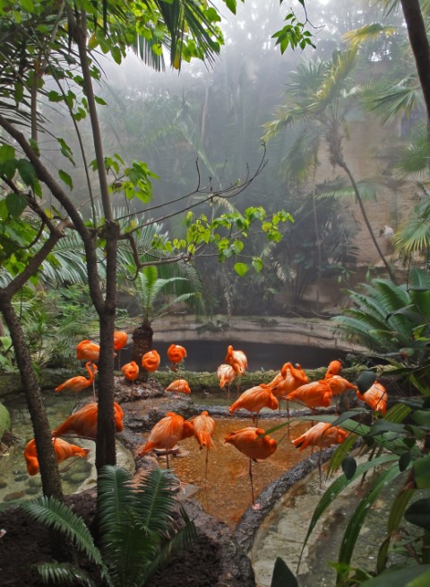 beautiful flamingos dallas world aquarium beautiful flamingos dallas world aquarium