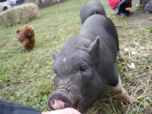baby potbelly pig bites man west lake hills tx