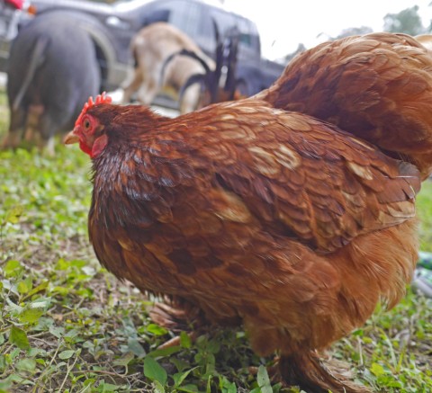 fluffy chicken west lake hills austin wonderland