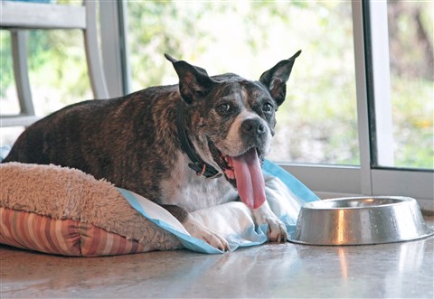 eichler the boxer austin