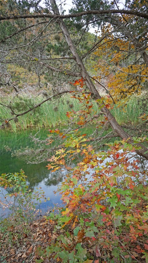 lost maples state park fall 2015