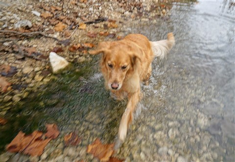betty in the water at lost maples state park tx