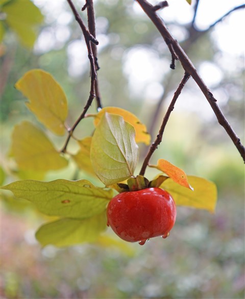 lonely persimon