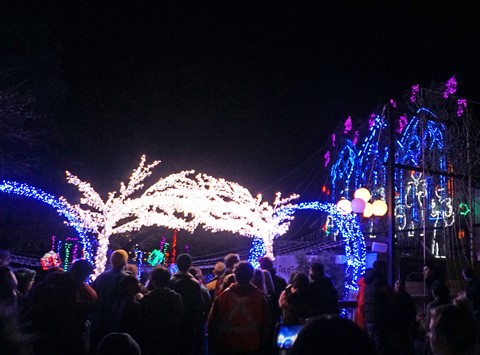 mozart's coffee christmas lights