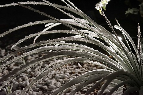 snow on the agave austin texas
