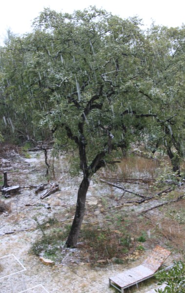 snow day austin feb 2010 snow day austin feb 2010