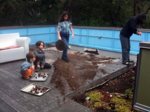 removal of green roof 
