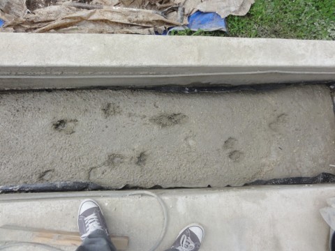 dog prints in wet concrete dog prints in wet concrete