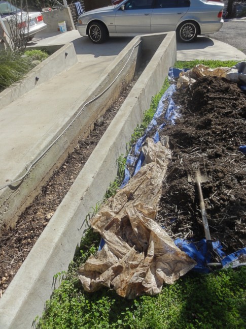 austin equisetum planter preperation austin equisetum planter preperation