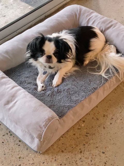 #gojithejapanesechin stepdog goji chin