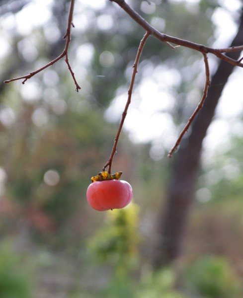 a lone winter persimon a lone winter persimon