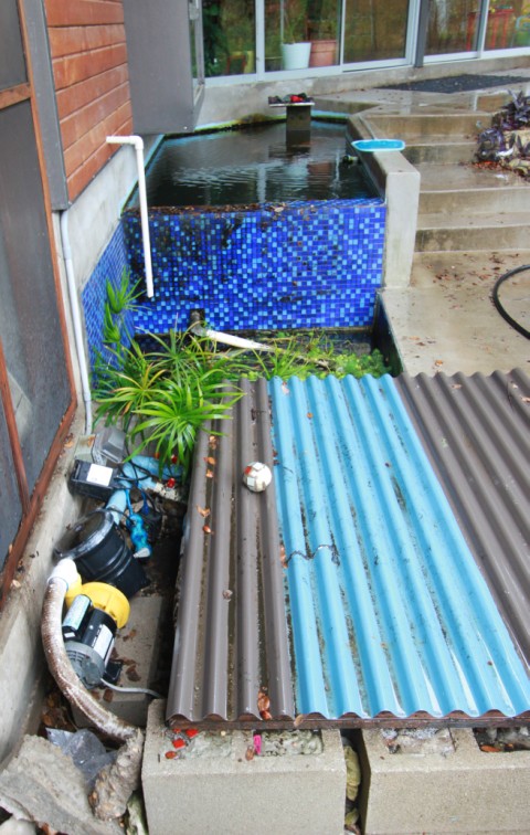 knee deep in koi turds