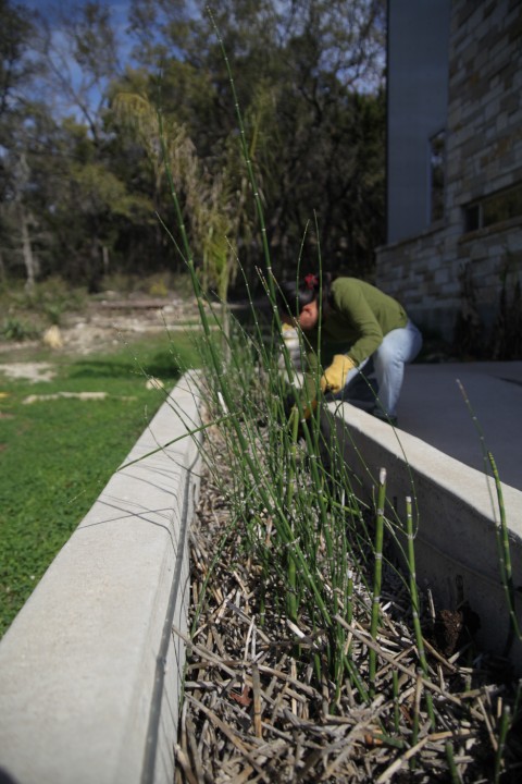 equisetum horsetail plant equisetum horsetail plant