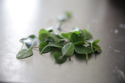 greek oregano from our garden austin west lake hills tx greek oregano from our garden austin west lake hills tx