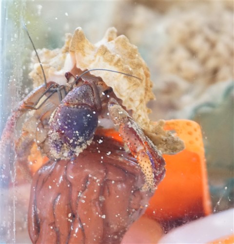 padre the hermit crab