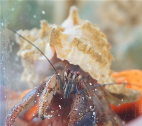 hermit crab portraiture by paul schuster