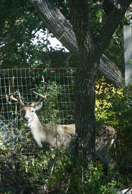 west lake hills deer eight point buck westlake