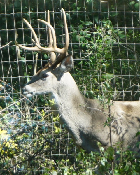 westlake deer 8 point austin