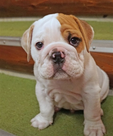 walter the baby new year 2017