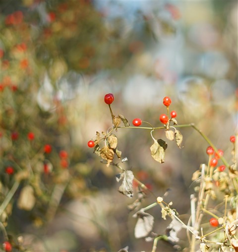 chiltepin not pequin peppers austin 78746 tx