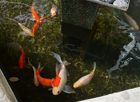 koitastrophy of 2017 survivors