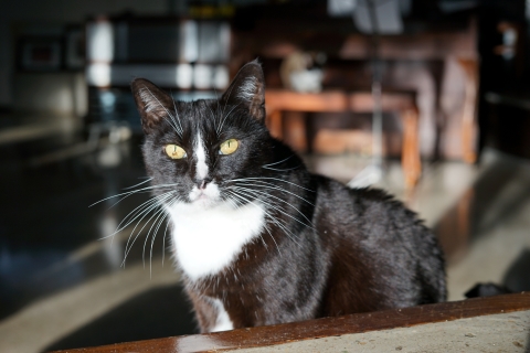 Kay-So the Tuxedo cat enjoys the winter sun mcm home
