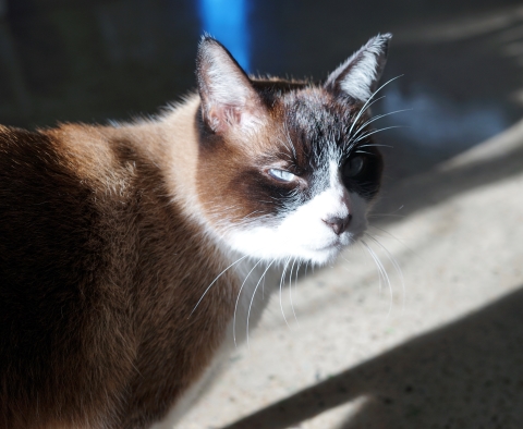 Kreamer the cat snowshoe siamese feral Kreamer the cat snowshoe siamese feral