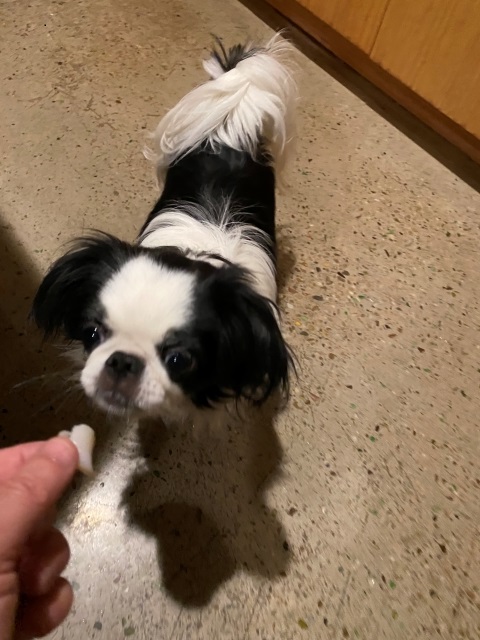 goji the japanese chin loves fresh scallops #japanesechin