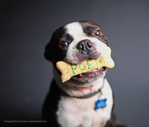 poem on a dog biscuit poem on a dog biscuit