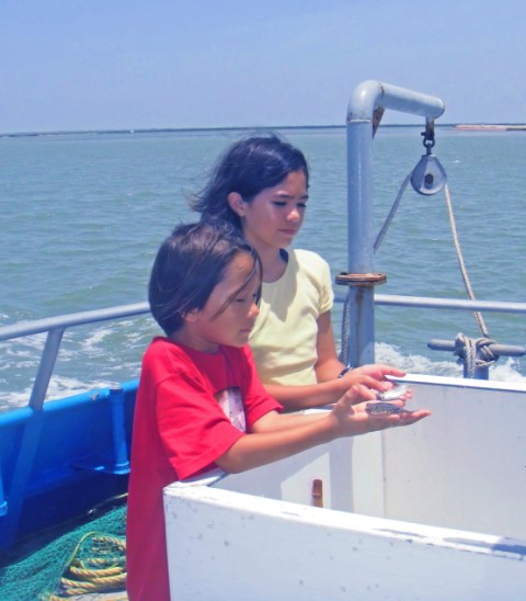sea safari and dolphin watch SPI