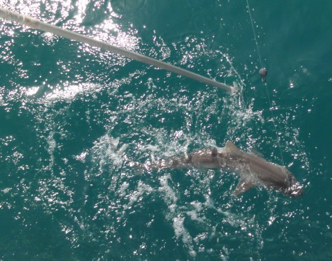 north atlantic sharpnose shark north atlantic sharpnose shark