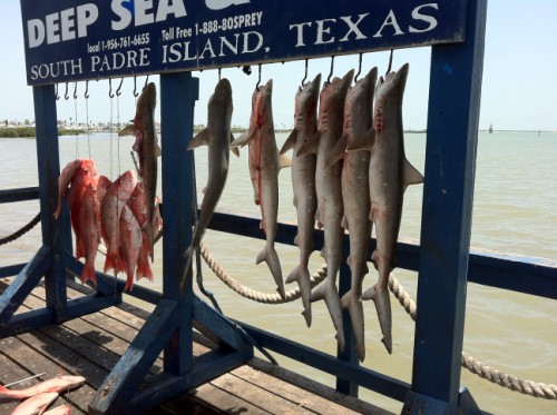 osprey deep sea fishing padre island shark red snapper osprey deep sea fishing padre island shark red snapper