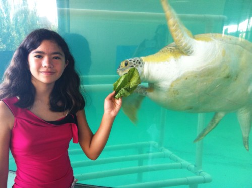 padre island sea turtle rescue padre island sea turtle rescue