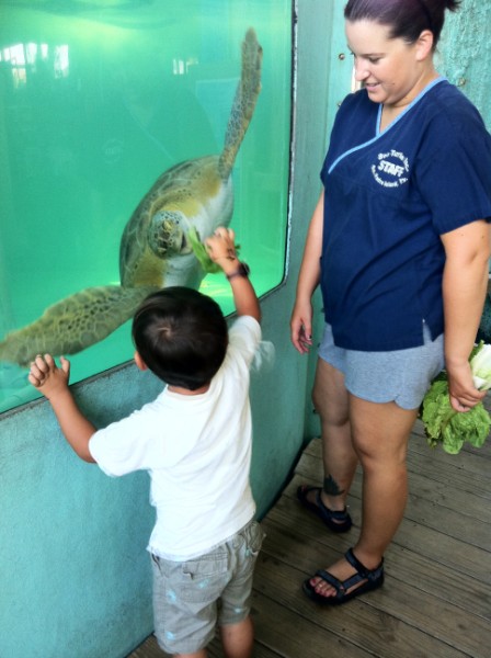 south padres island sea turtle rescue south padres island sea turtle rescue