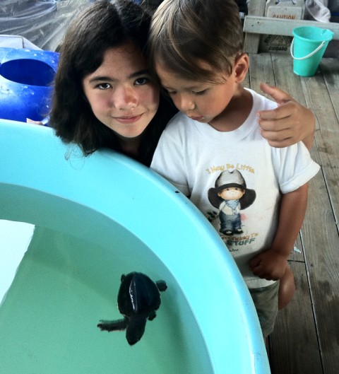 rescued baby sea turtle padre island rescued baby sea turtle padre island