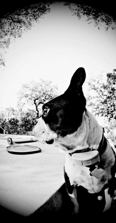 marvin the boston terrier terror marvin the boston terrier terror