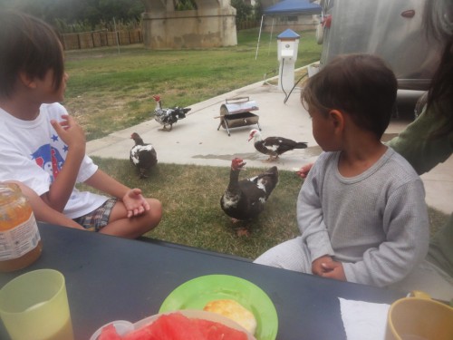 duck trolls  duck trolls