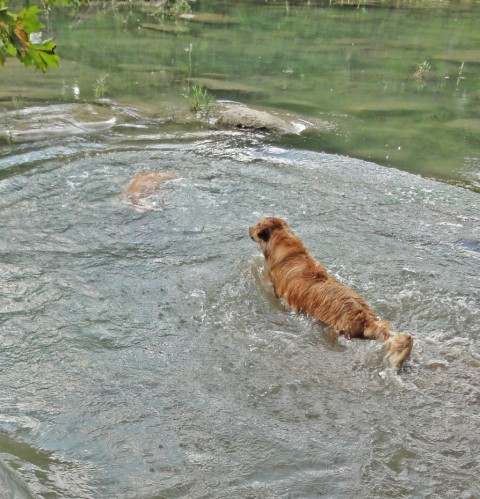 river diving dog of blanco wimberley fischer golden retriever river diving dog of blanco wimberley fischer golden retriever