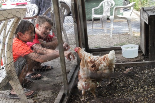 chicken shit bingo with henny and penny austin