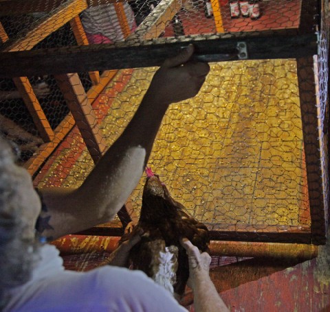 chicken shit bingo austin ginny's little longhorn saloon