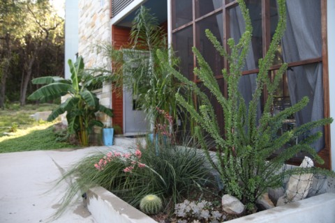 rare texas summer growing season