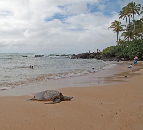 north shore sea turtle