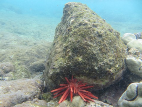 red sea urchin kona coast hawaii