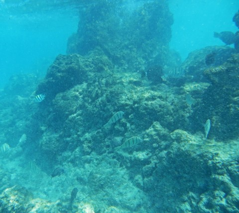 kua bay fish snorkel hawaii