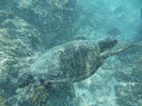 kua bay sea turtle hawaii snorkel kona