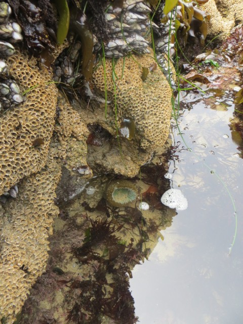 tidal pool pescadero beach