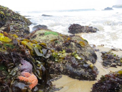 starfish pescadero state beach