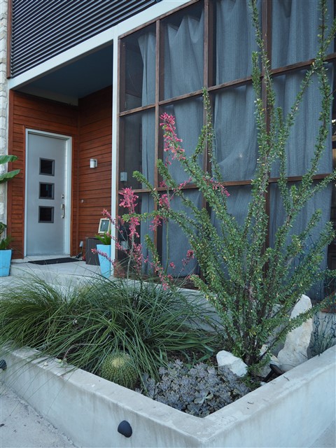 austin succulent xeriscape cactus carden