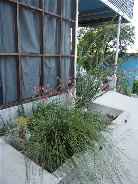 cactus garden austin ocatilla