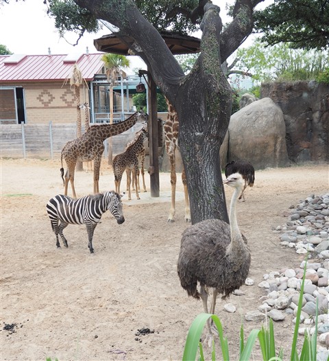 houston zoo ostrich zebra giraffe